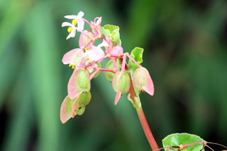 Begonia cucullata Willd. Bégonia.