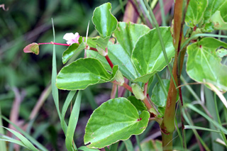 Begonia cucullata Willd.