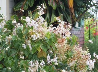 Begonia minor Jacq.