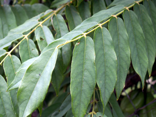 Bilimbi ou arbre à cornichons. Averrhoa bilimbi.