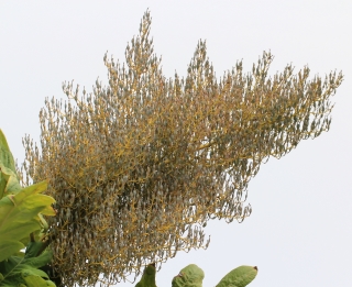 Bocconia frutescens L.