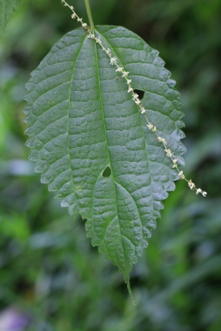 Boehmeria macrophylla Hornem.