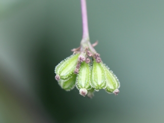Boerhavia diffusa.