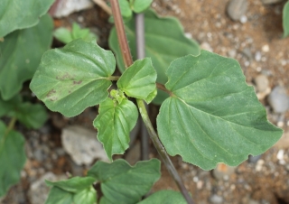 Boerhavia diffusa.