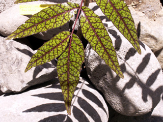 Bois blanc rouge ou Zévi marron - Poupartia borbonica Arbre endémique des Mascareignes.