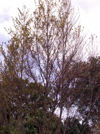 Erythroxylum hypericifolium, bois d'huile. 