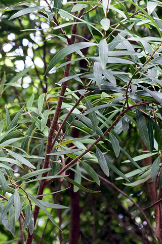 Olea lancea Lam, bois d'olive blanc.