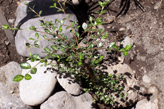 Bois de balai ou Bois de buis - Fernelia buxifolia endémique des Mascareignes.