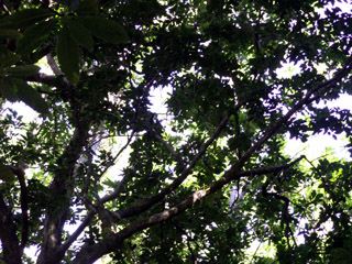 Bois de gaulette arbre de La Réunion.