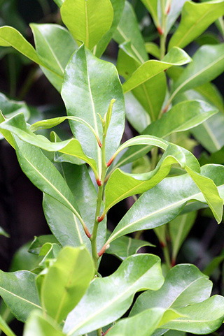 Psiloxylon mauritianum. Bois de gouyave marron.