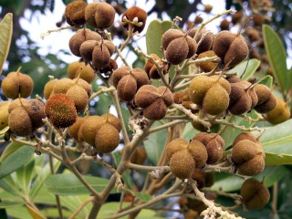 Fruits Bois de judas. Cossinia pinnata.