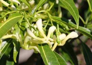 Tabernaemontana persicariifolia Jacq. Fleurs.