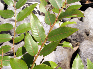 Phyllanthus phillyreifolius Poir.