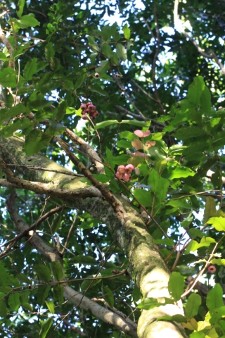 Syzygium cymosum (Lam.) DC. Bois de pomme rouge.
