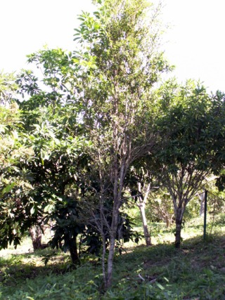 Scolopia heterophylla. Bois de tisane rouge.