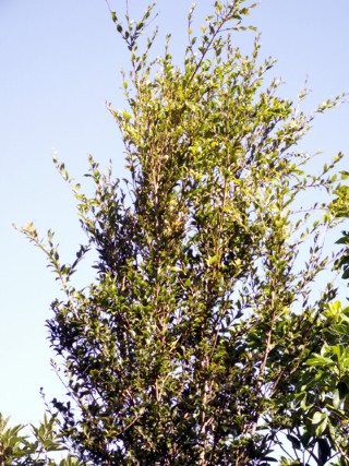 Scolopia heterophylla. Bois de tisane rouge.