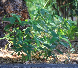 Acalypha integrifolia Willd. Bois de violon Bois de Charles ou Bois de crève cœur.
