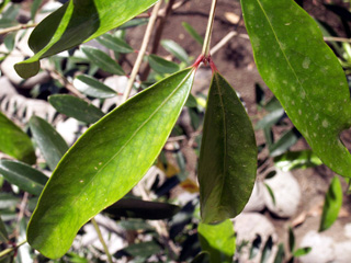 Pleurostylia pachyphloea Tul. Bois d'olive grosse peau.