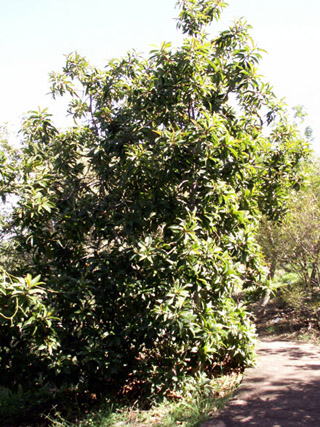 Bois puant Arbre endémique de La Réunion et de Maurice.