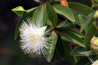 Fleur : Foetidia mauritiana Lam. Bois puant.