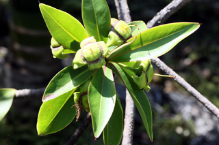 Fruits : Foetidia mauritiana Lam. Bois puant.