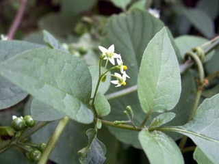 Solanum americanum Mill. Morelle ou Brèdes morelle.