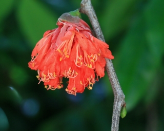 Brownea grandiceps. Rose du Venezuela.