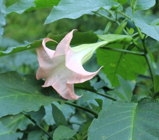 Brugmansia suaveolens. Fleur rose.