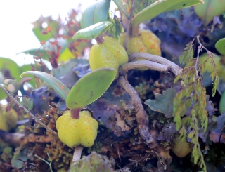 Bulbophyllum nutans, Ti-carambole.