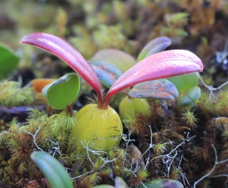 Bulbophyllum nutans, Ti-carambole.