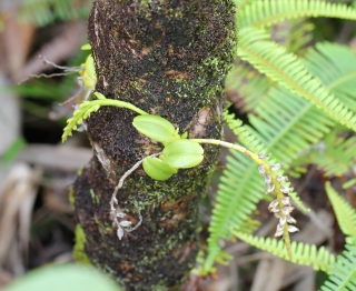 Bulbophyllum sambiranense.