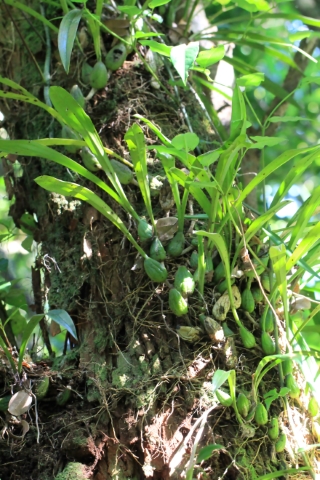 Bulbophyllum variegatum.