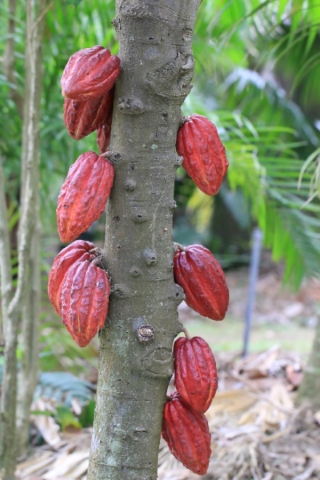 Cacaoyer cacao. Fruit : Cabosse. Theobroma cacao.