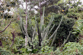 Cereus hexagonus (L.) Mill. Cactus cierge.