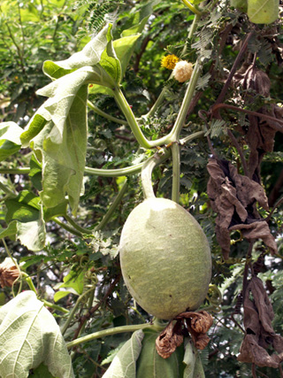 Lagenaria sphaerica, Calebasse sauvage, melon sauvage.