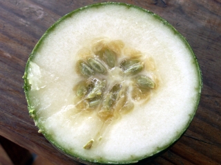 Lagenaria sphaerica, Calebasse sauvage, melon sauvage.