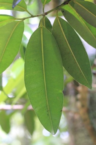 Calophyllum tacamahaca Willd.