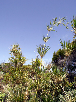 Calumet bambou endémique de La Réunion.