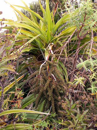 Fruits Canne marronne endémique de La Réunion et de Maurice.