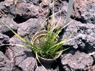 Carex wahlenbergiana Boott.
