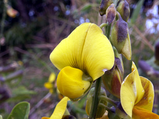 Pois rond marron ou Cascavelle jaune. Crotalaria retusa.