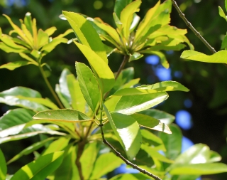 Cassine orientalis, Bois rouge.