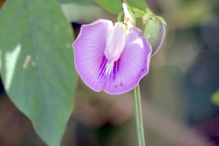 Centrosema pubescens Benth. Fleur.
