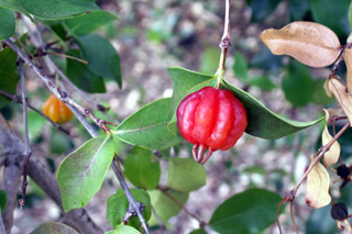 Eugenia uniflora L. Cerise à côtes, cerisier de Cayenne.
