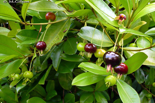 Fruit : Cerise du Brésil - Eugenia brasiliensis.