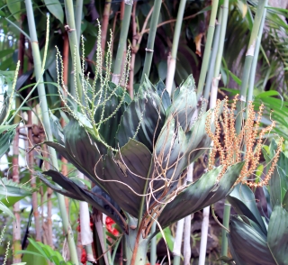 Chamaedorea metallica. Metallic palm.