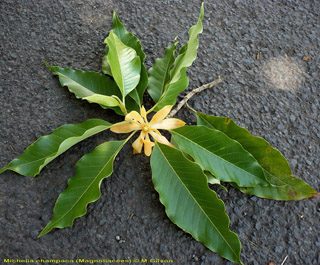 Magnolia champaca (L.) Baill. ex Pierre.