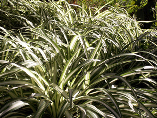 Phalangium, phalangère ou plante araignée. Chlorophytum comosum.