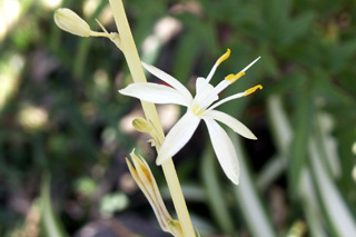 Fleur de : Phalangium, phalangère ou plante araignée. Chlorophytum comosum.