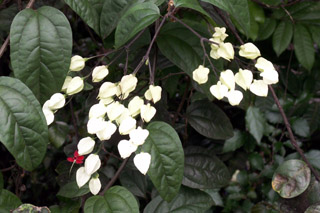 Clerodendrum thomsoniae Balf.f.